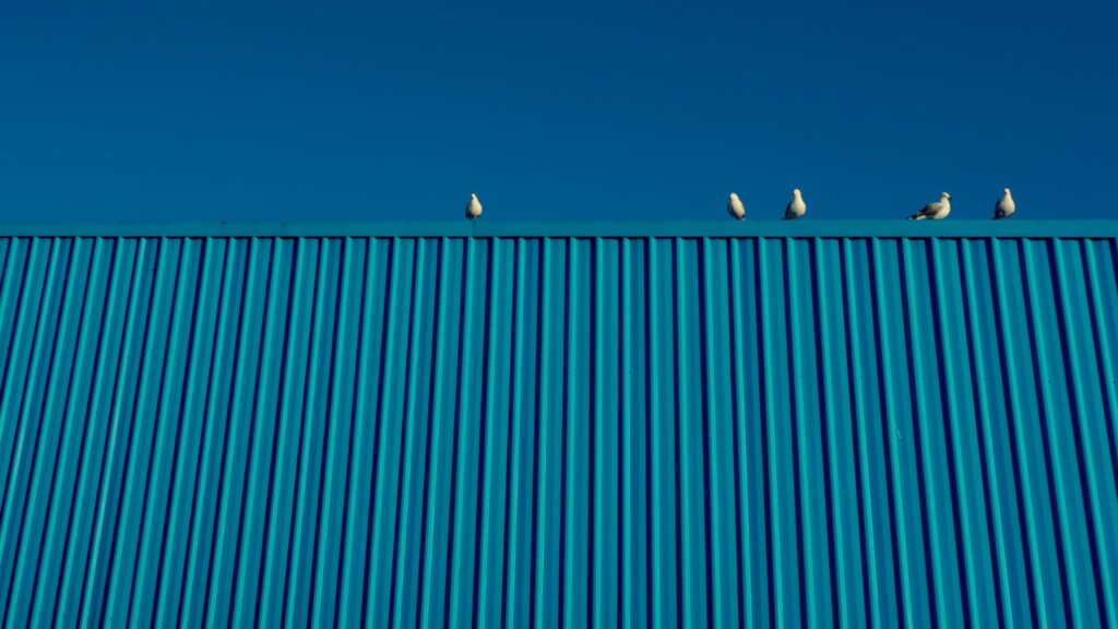 group of seagulls perched on a textured building r 2026 01 08 00 25 59 utc Large
